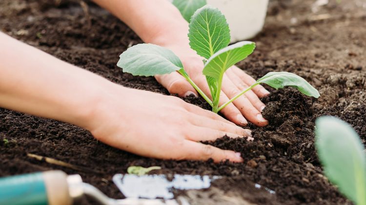 Cấy rau cải ra vườn khi đạt 4 lá thật
