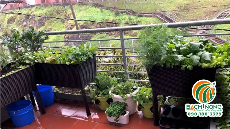 Vườn rau cải trồng tại ban công phát triển xanh tươi