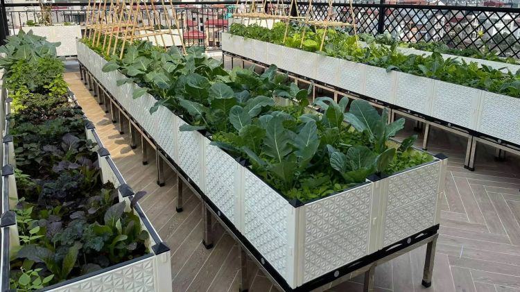 Trồng rau trên sân thượng bằng luống cao