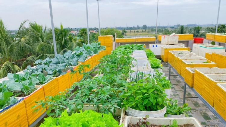 Tận dụng thùng xốp bỏ đi để trồng rau sạch trên sân thượng