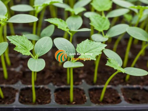 Ươm hạt giống dưa chuột Ươm hạt giống dưa chuột