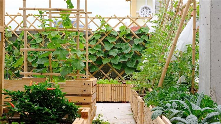 Vườn rau trên sân thượng đẹp tạo không gian thư giản cho gia đình