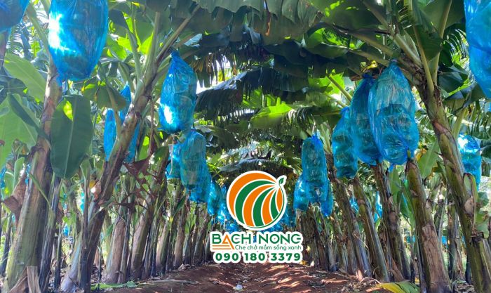 Sử dụng túi bao buồng chuối để ngăn côn trùng chích quả và cho quả có ngoại hình đẹp