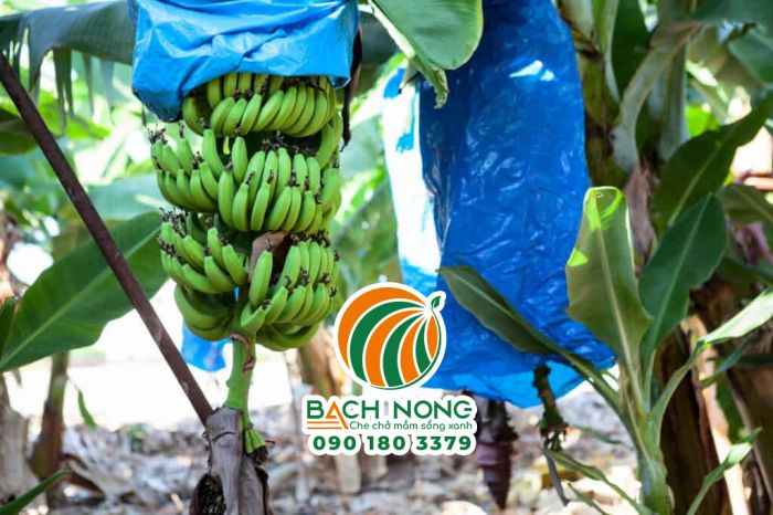 Buồng chuối cho quả đẹp, không trầy xước nhờ trùm túi nilon