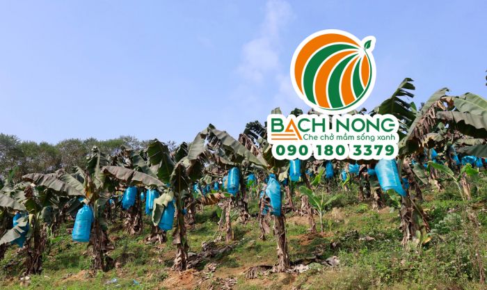 Vườn chuối tại Lào Cai ứng dụng túi bao buồng chuối hiệu quả cao